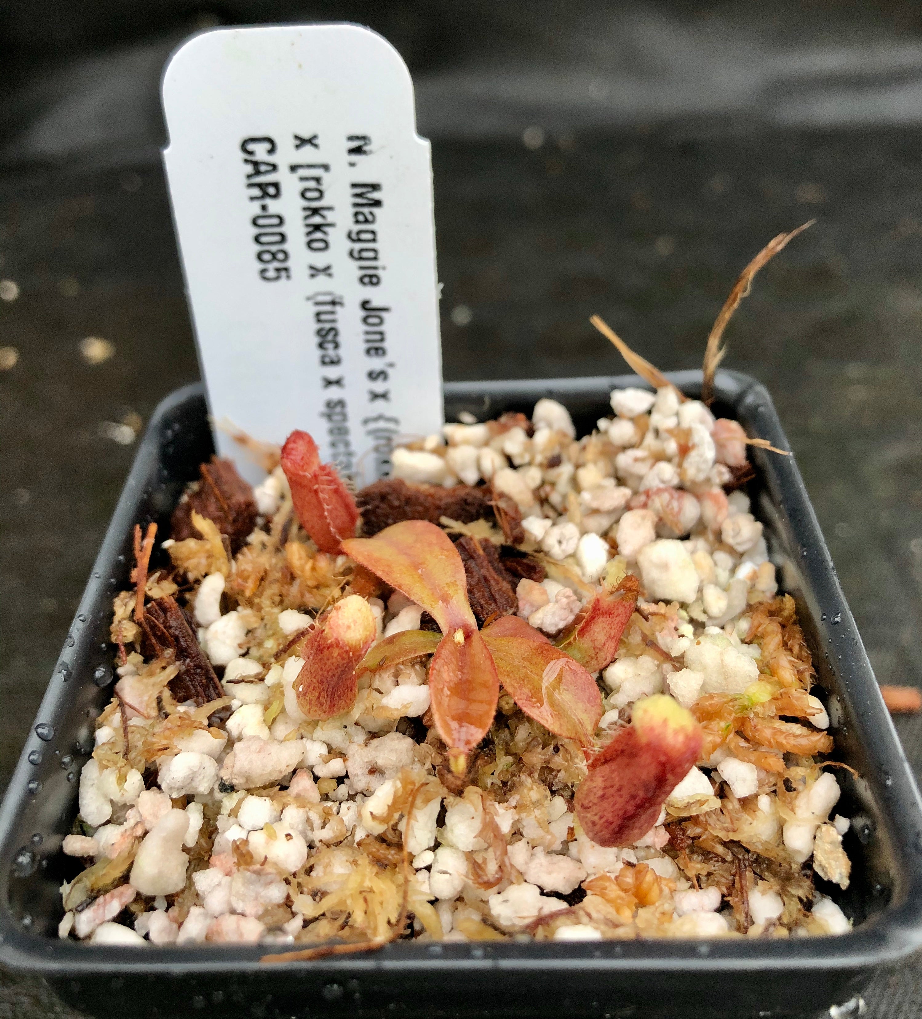 Nepenthes Maggie Jones x {(rokko x boschiana) x [rokko x (fusca x