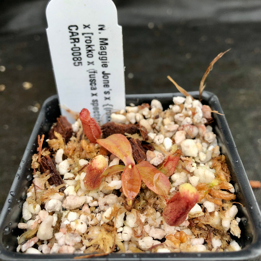 
                      
                        Nepenthes Maggie Jones x {(rokko x boschiana) x [rokko x (fusca x spectabilis)] x TM]} , CAR-0085, pitcher plant, carnivorous plant, collectors plant, large pitchers, rare plants
                      
                    