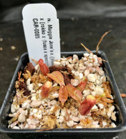 Nepenthes Maggie Jones x {(rokko x boschiana) x [rokko x (fusca x spectabilis)] x TM]} , CAR-0085
