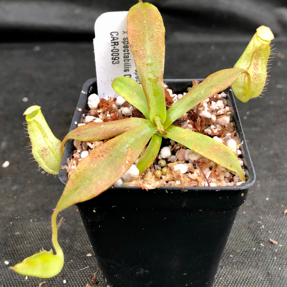 
                      
                        Nepenthes (spathulata x spectabilis) "BE Best" x spectabilis Dairi Regency, CAR-0093
                      
                    