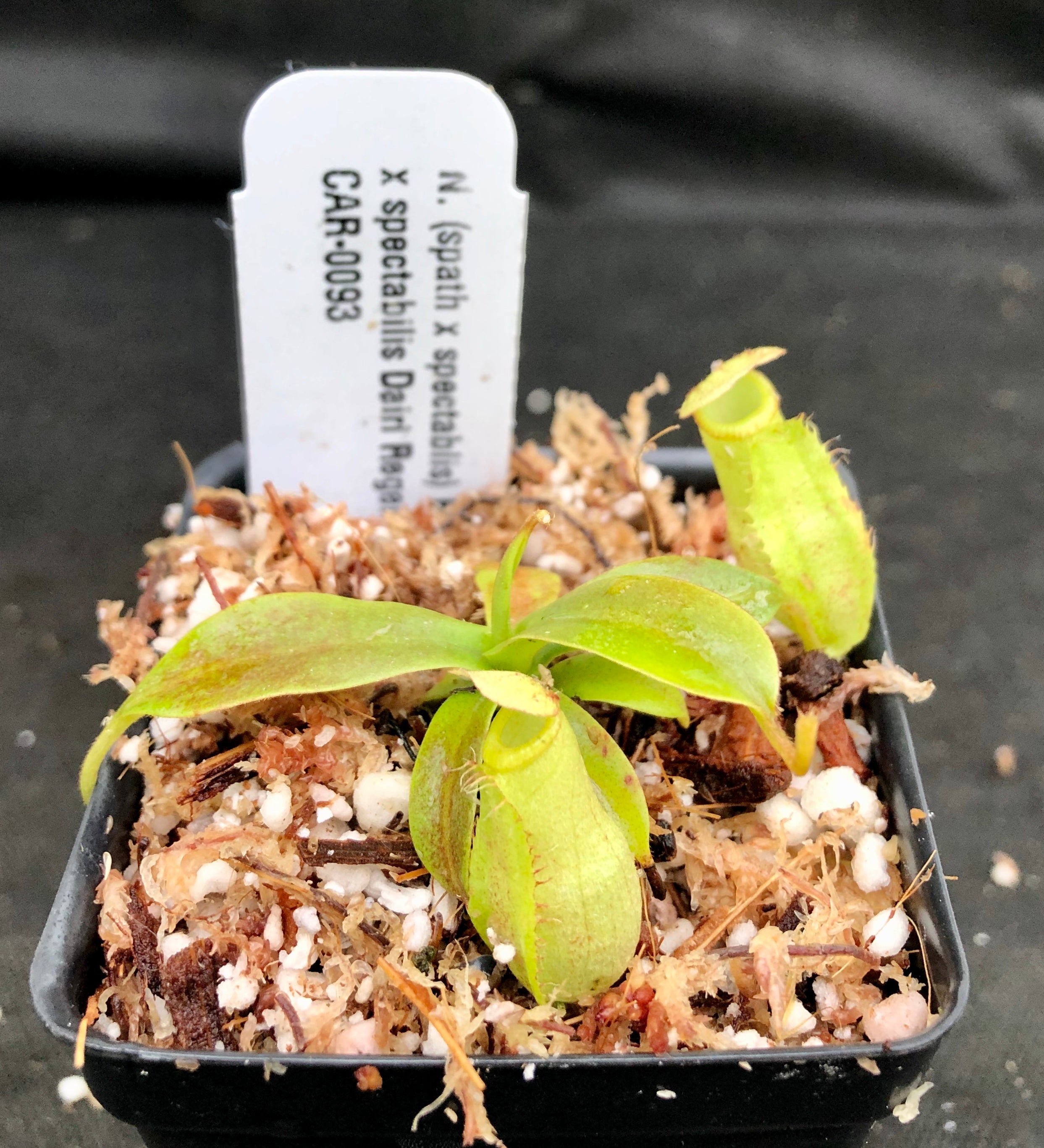 Nepenthes (spathulata x spectabilis) 