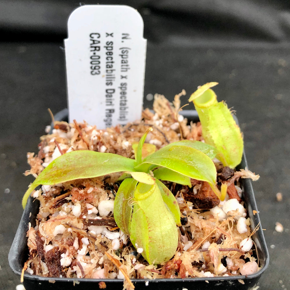 
                      
                        Nepenthes (spathulata x spectabilis) "BE Best" x spectabilis Dairi Regency, CAR-0093
                      
                    