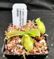Nepenthes (spathulata x spectabilis) "BE Best" x spectabilis Dairi Regency, CAR-0093