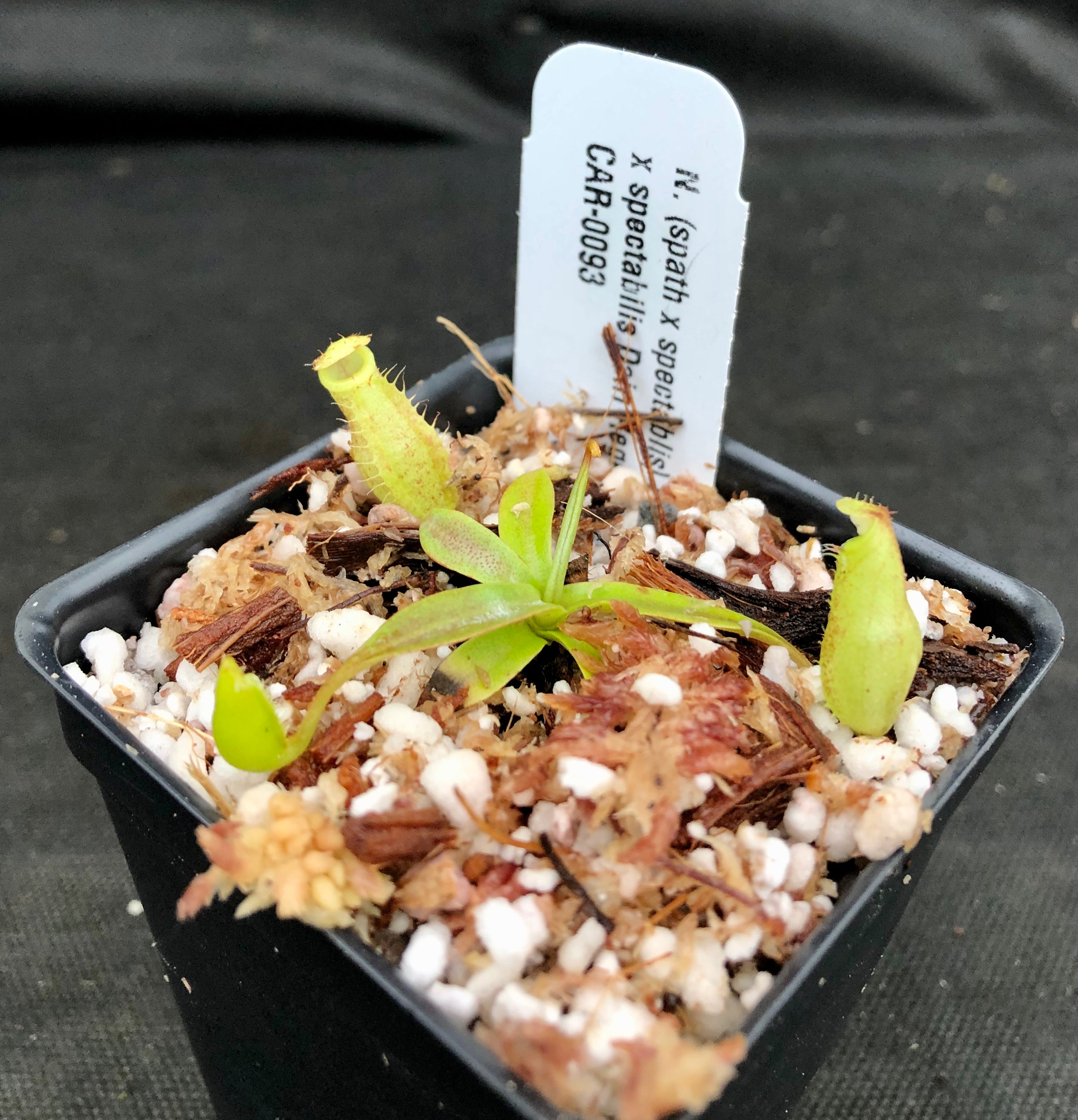 Nepenthes (spathulata x spectabilis) 