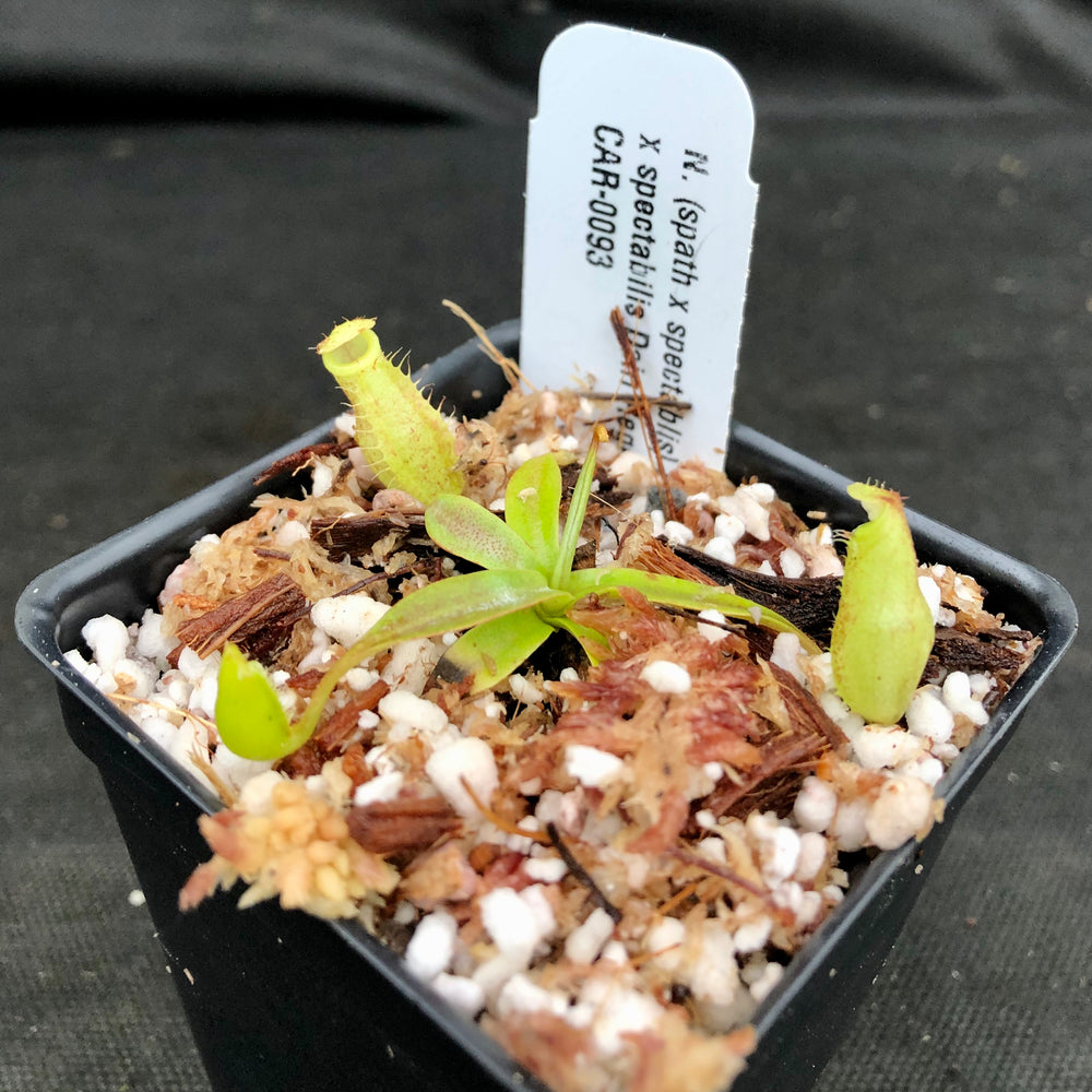 
                      
                        Nepenthes (spathulata x spectabilis) "BE Best" x spectabilis Dairi Regency, CAR-0093
                      
                    
