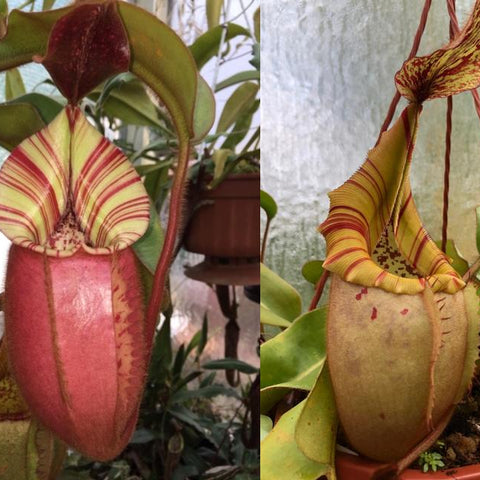 Pair of Nepenthes veitchii Candy x Candy Yamada pitchers, a bright red striped urn and a pale green striped pitcher in a pot