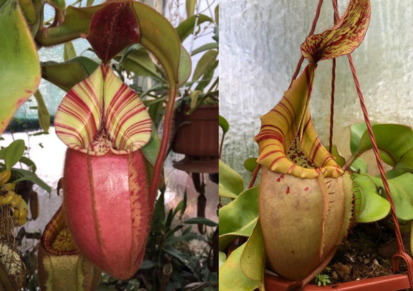 Nepenthes veitchii (Candy x Candy Yamada)