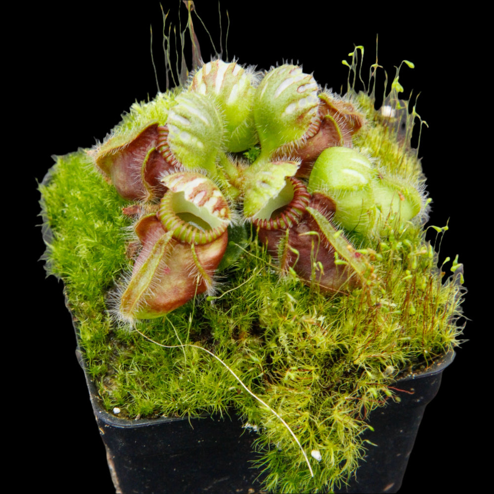 Cephalotus (Australian Pitcher Plants)