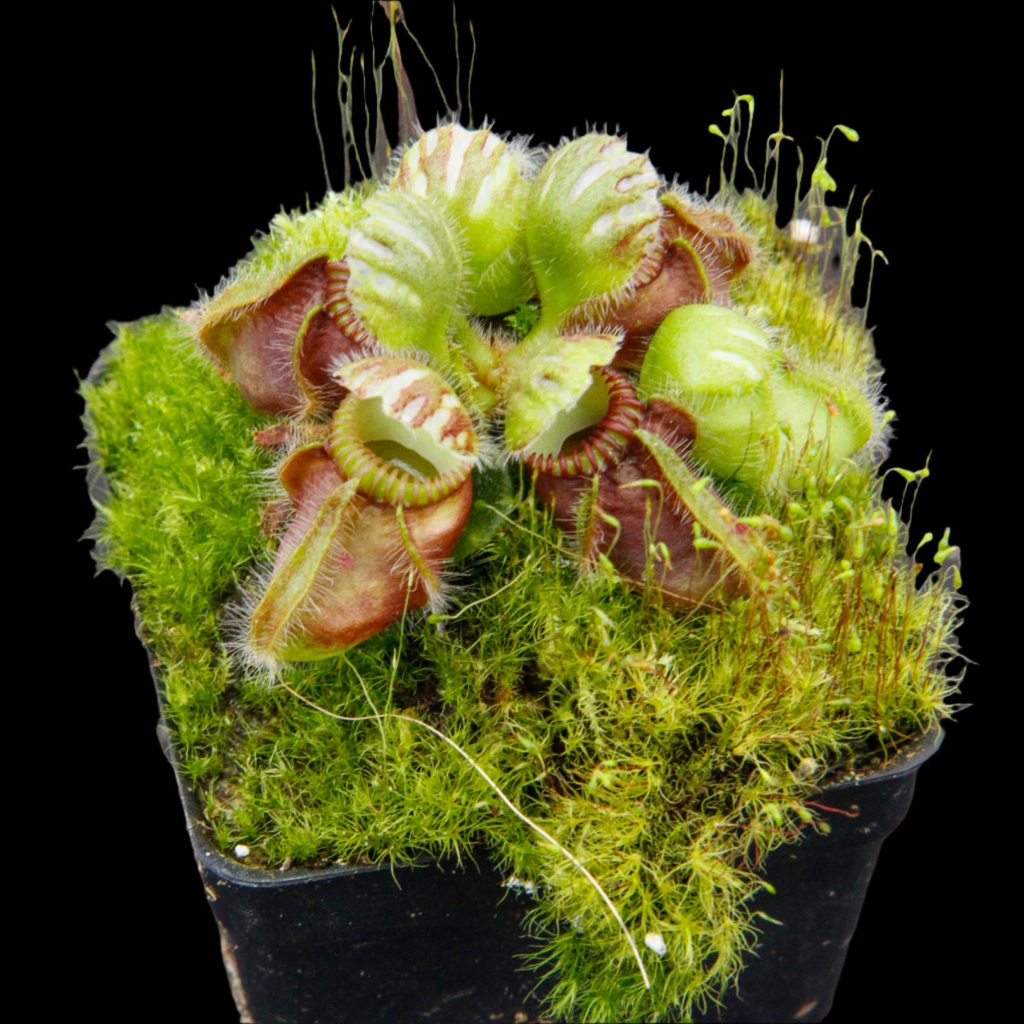 Cephalotus (Australian Pitcher Plants)