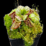 Cephalotus follicularis