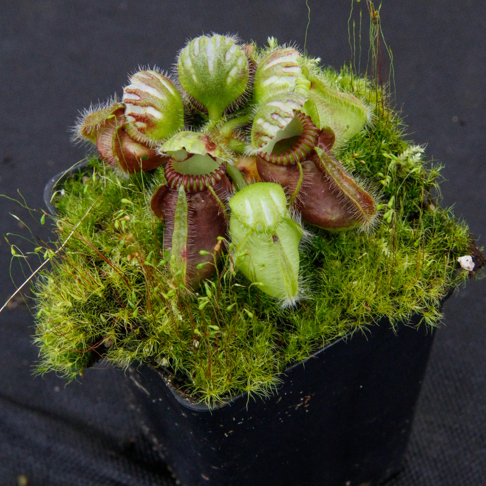 
                      
                        Cephalotus follicularis
                      
                    