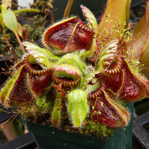 Cephalotus follicularis with multiple red brown pitcher traps edged in hairs forming a crowded rosette.