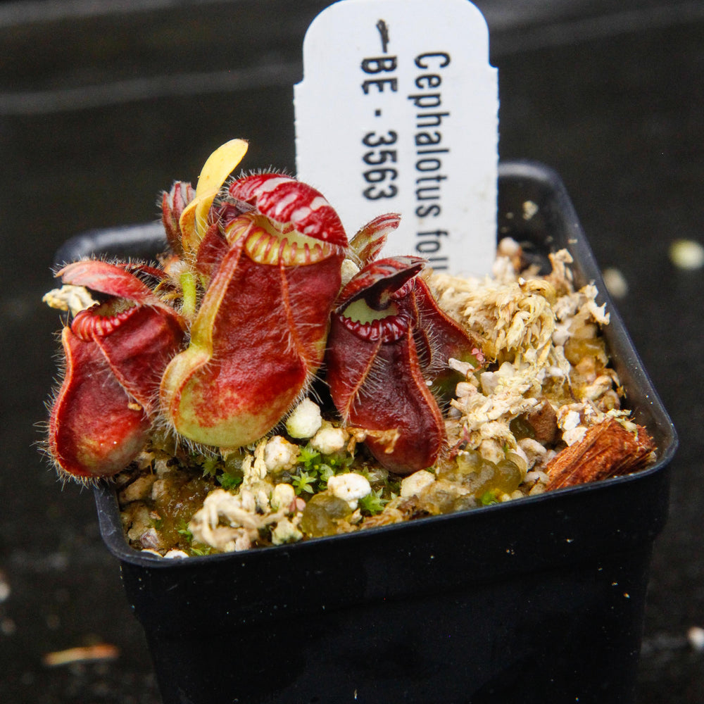 
                      
                        Cephalotus follicularis
                      
                    