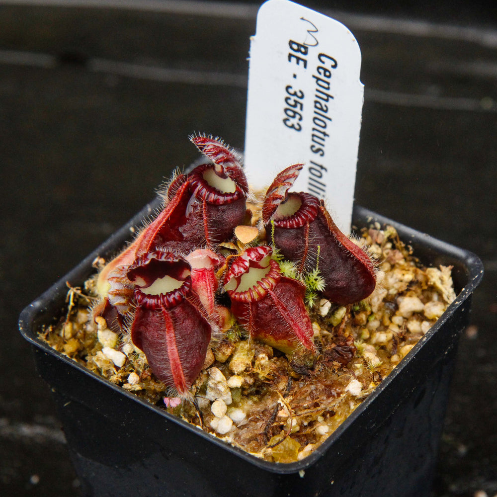 
                      
                        Cephalotus follicularis
                      
                    