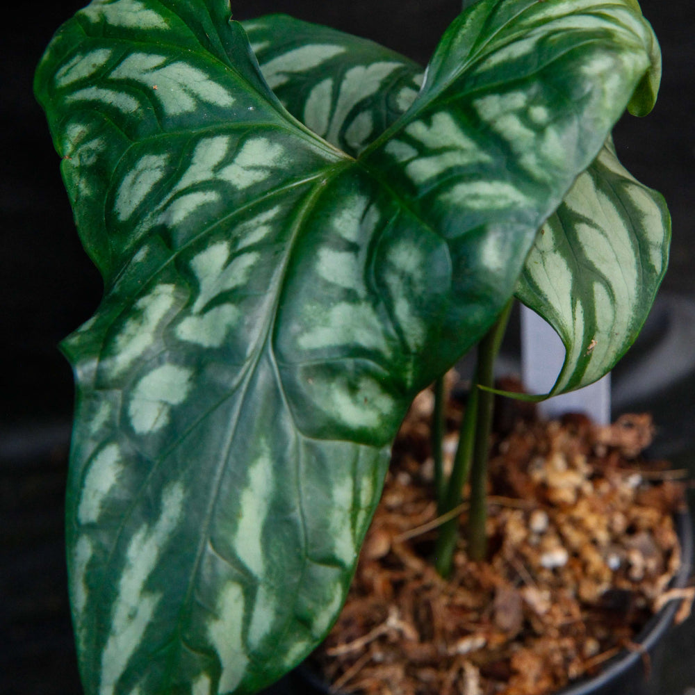 
                      
                        Cercestis mirabilis
                      
                    
