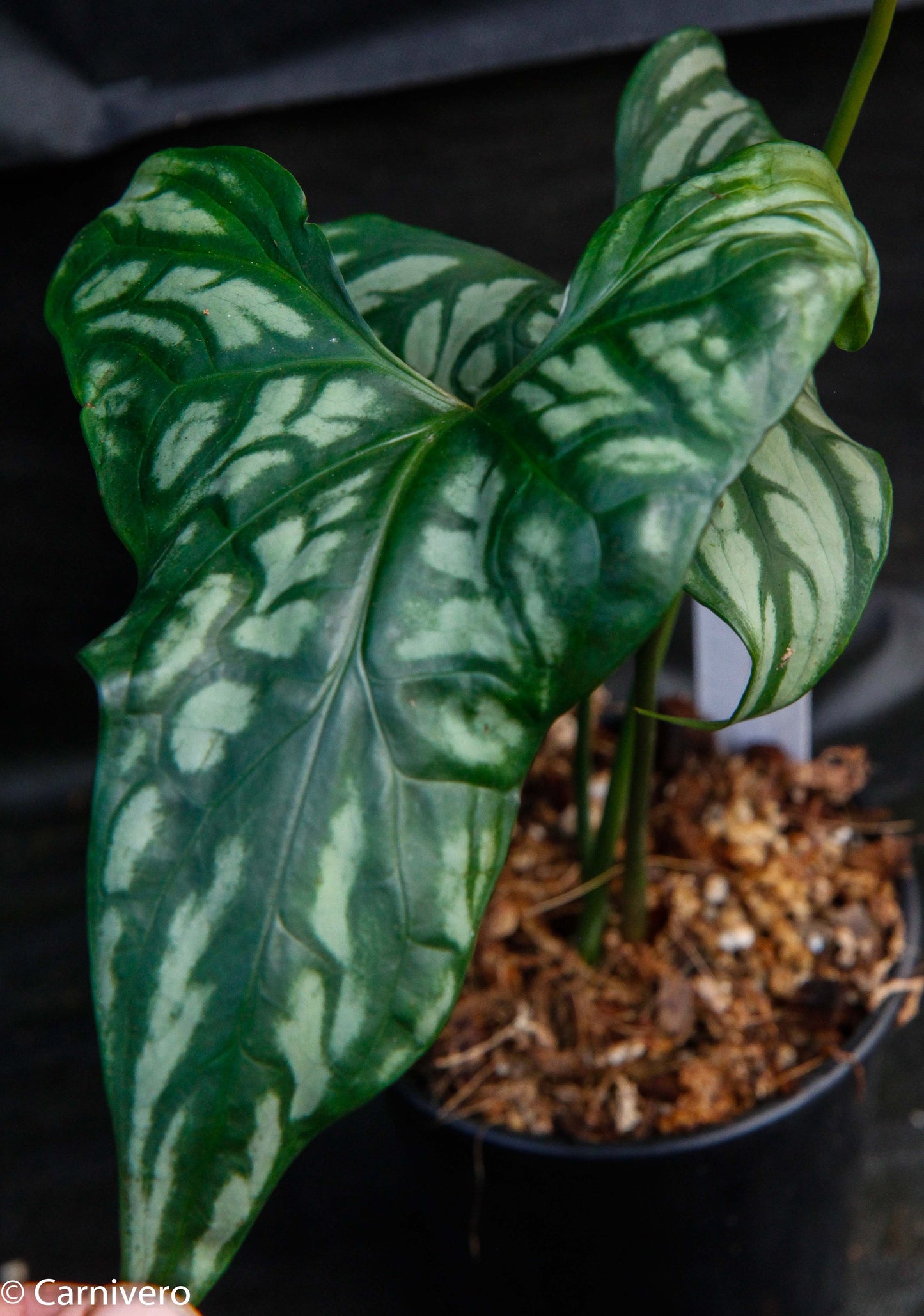 is cercestis mirabilis a philodendron Cercestis mirabilis – Carnivero
