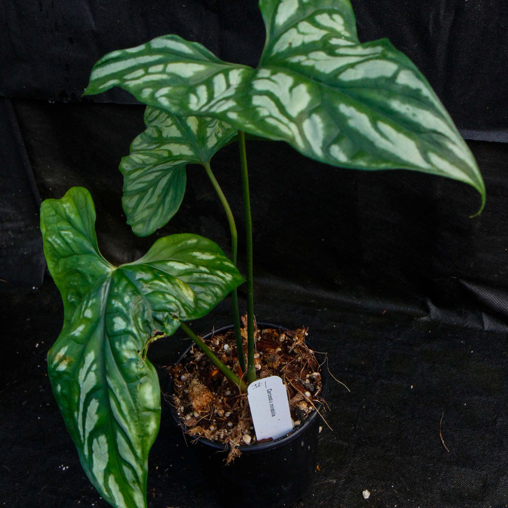 
                      
                        Cercestis mirabilis
                      
                    