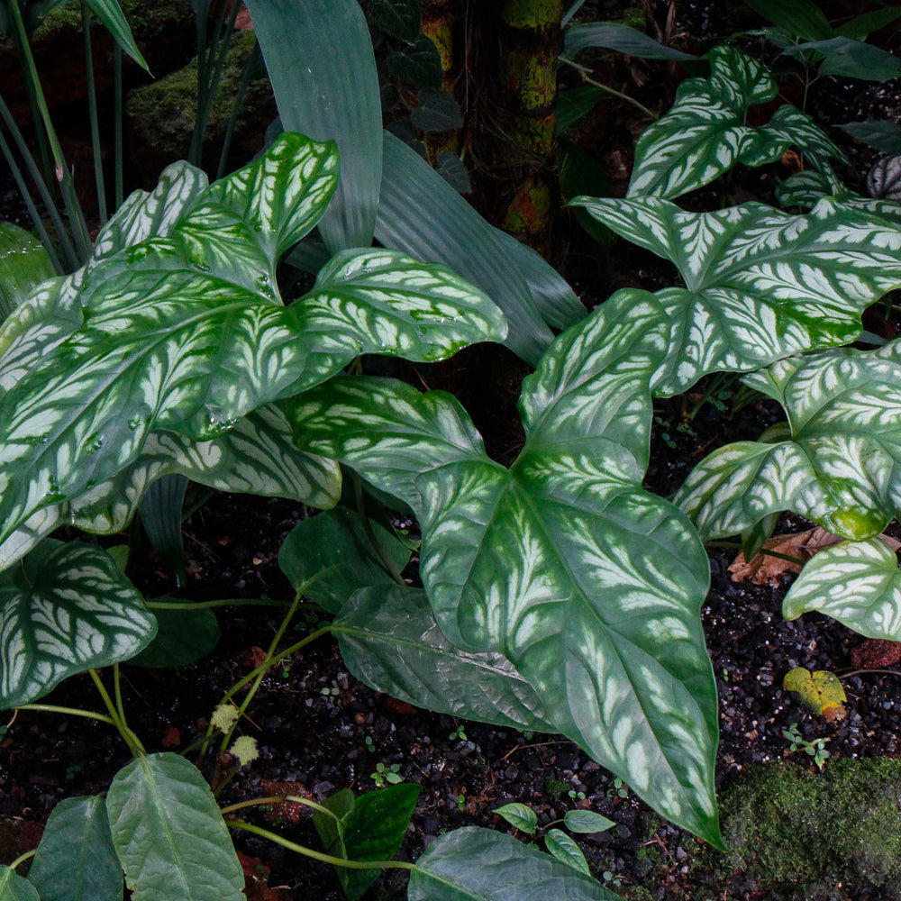 
                      
                        Cercestis mirabilis
                      
                    