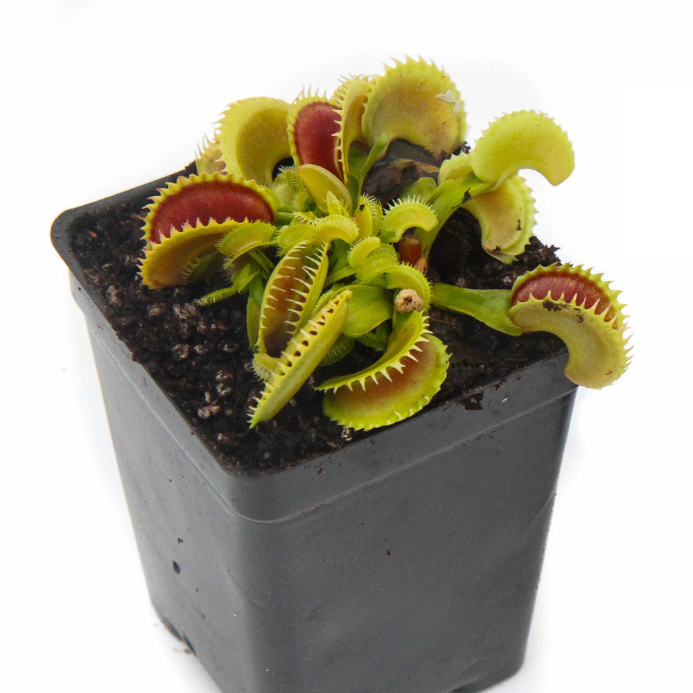 
                      
                        Venus Flytrap "Dente" (Dionaea muscipula)
                      
                    