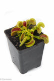 Venus Flytrap "Dente" (Dionaea muscipula)