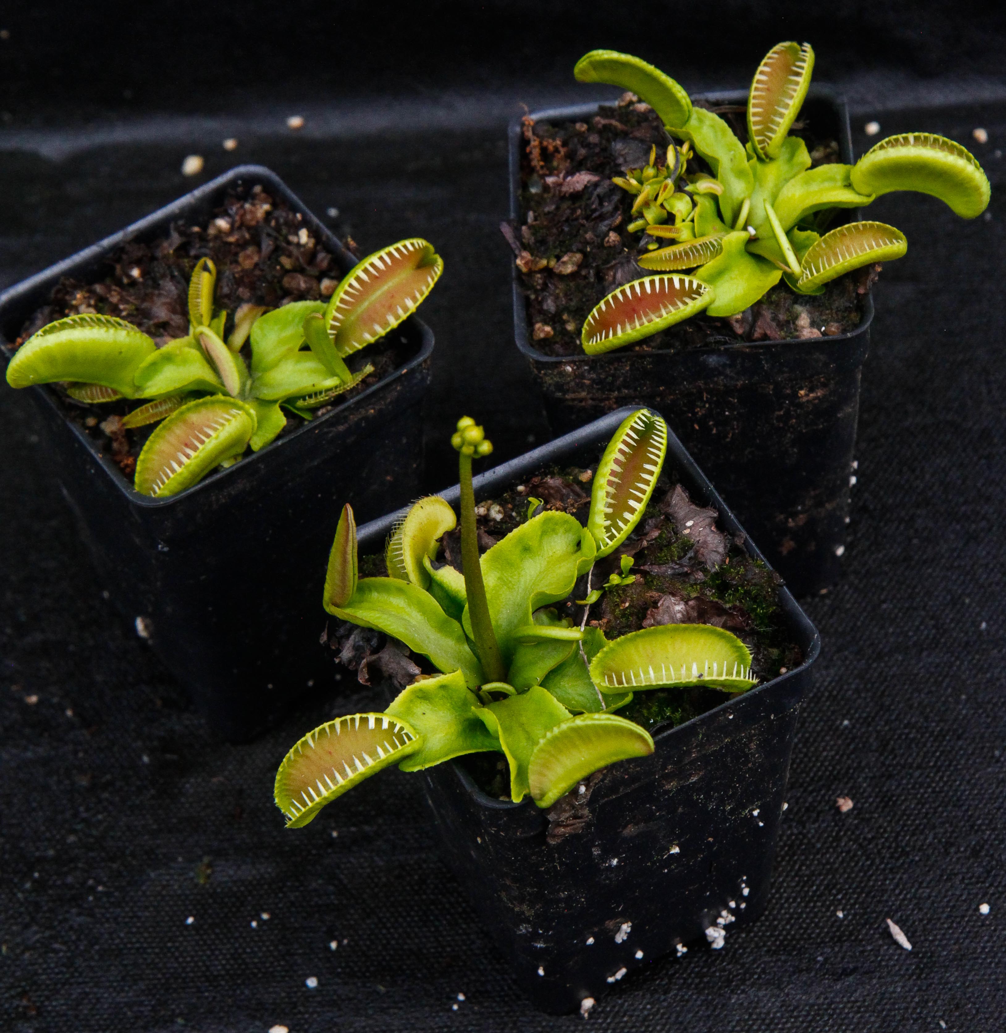 Venus Flytrap- Dionaea muscipula "Alien" – Carnivero