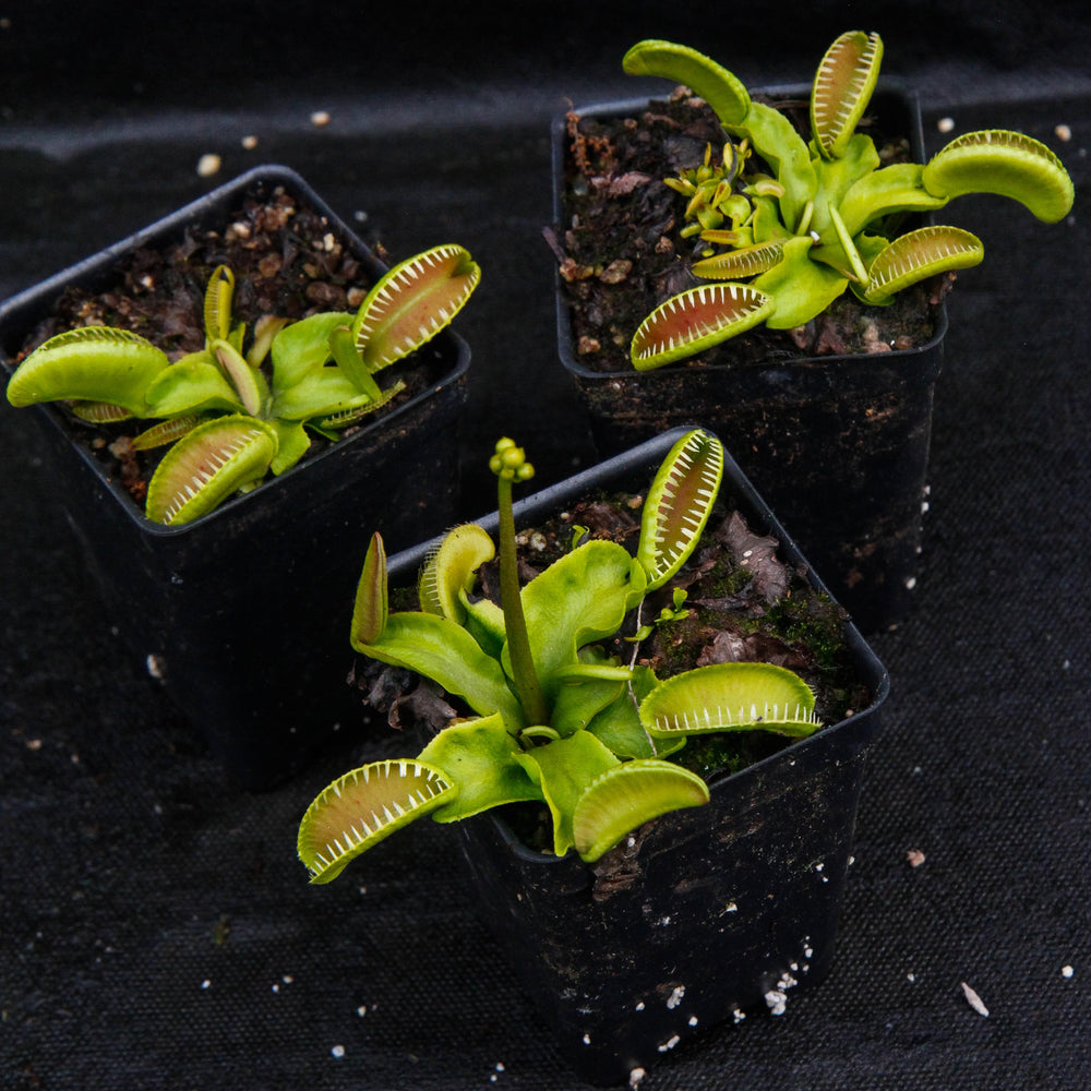 Venus Flytrap- Dionaea muscipula "Alien"