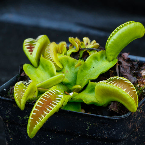 Venus flytrap Dionaea muscipula Alien with lime green traps and red inner lobes in a small pot