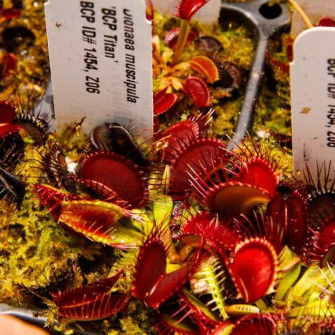 Venus flytrap Dionaea muscipula BCP Titan with bright red traps amidst moss and plant tags.