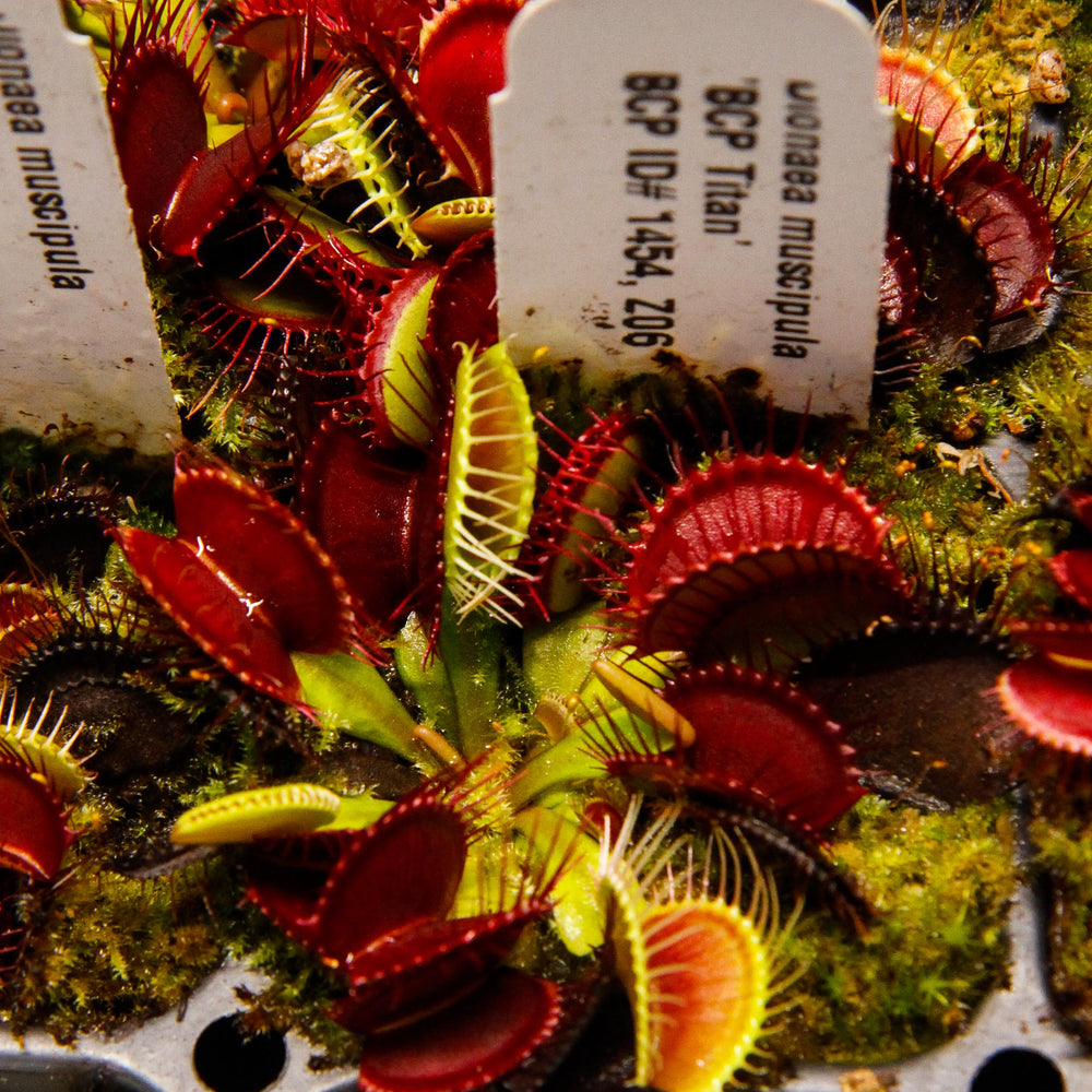 
                      
                        Venus Flytrap- Dionaea muscipula "BCP Titan"
                      
                    