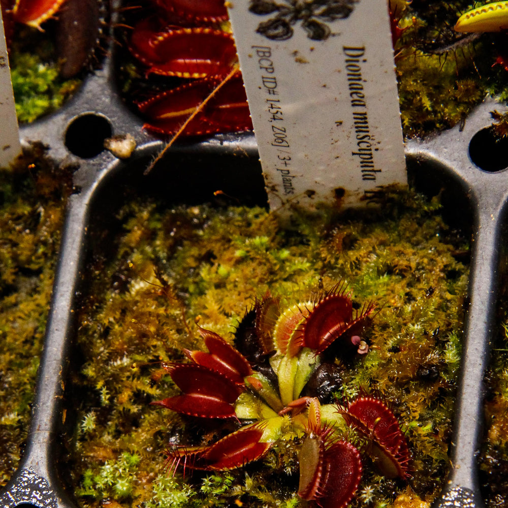 
                      
                        Venus Flytrap- Dionaea muscipula "BCP Titan"
                      
                    