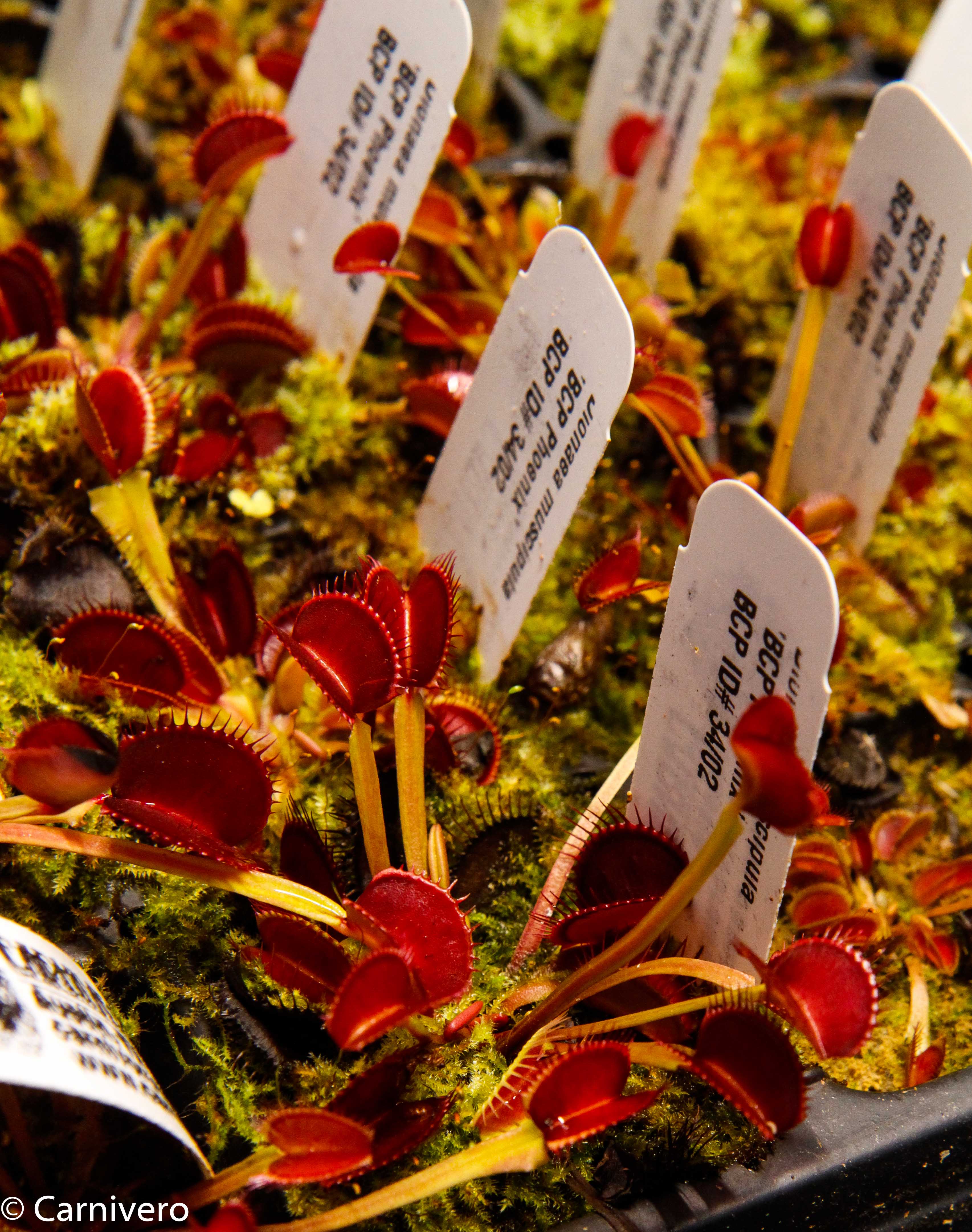 ポリプテルス Paphiopedilum Satchel's Legend x fairrieanum - Paph Paradise