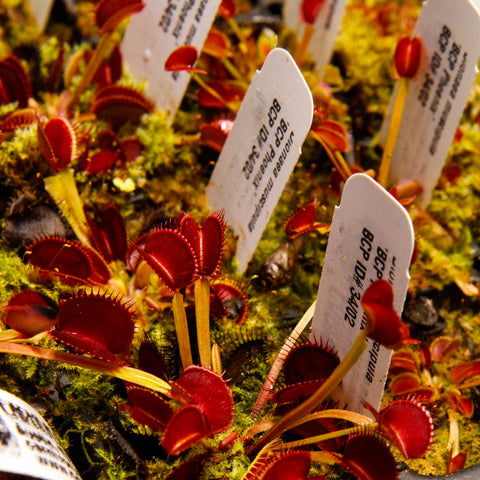 Dionaea muscipula BCP Phoenix Venus flytrap with numerous red traps and plant labels emerging from moss.