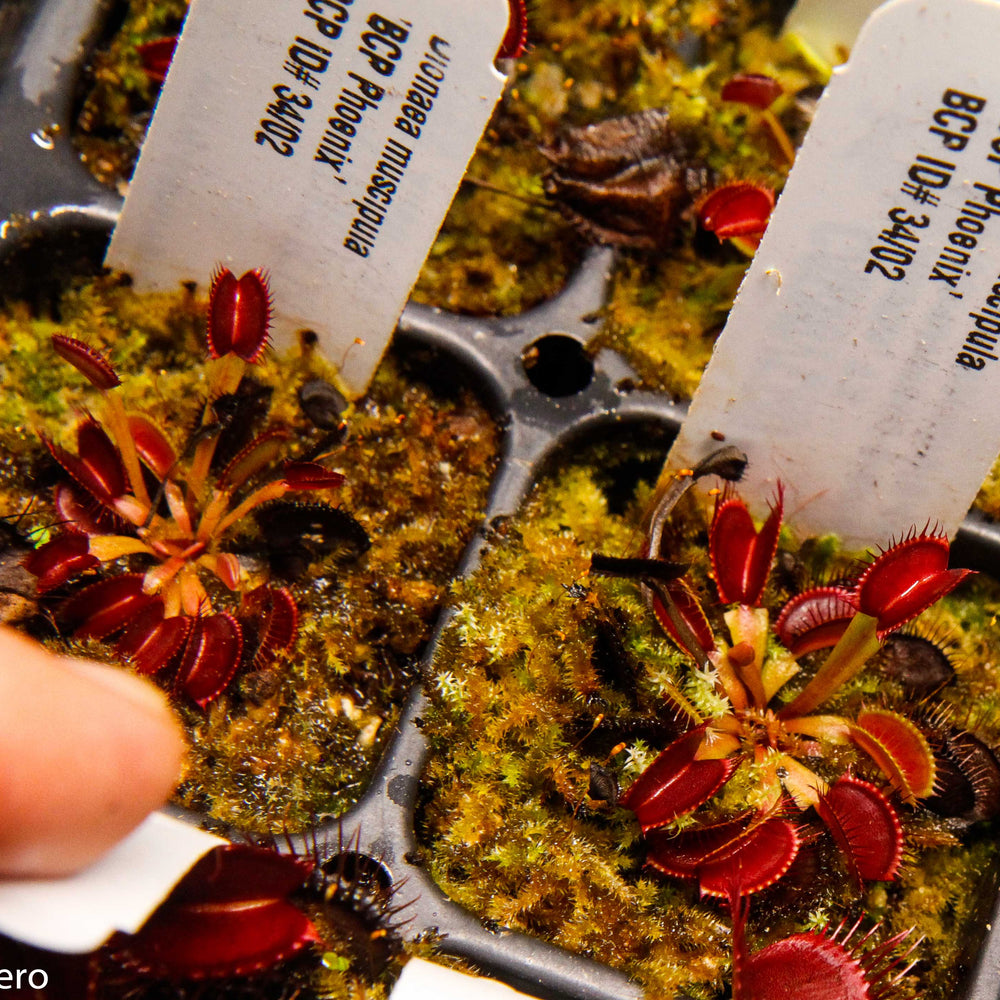 
                      
                        Venus Flytrap- Dionaea muscipula "BCP Phoenix"
                      
                    