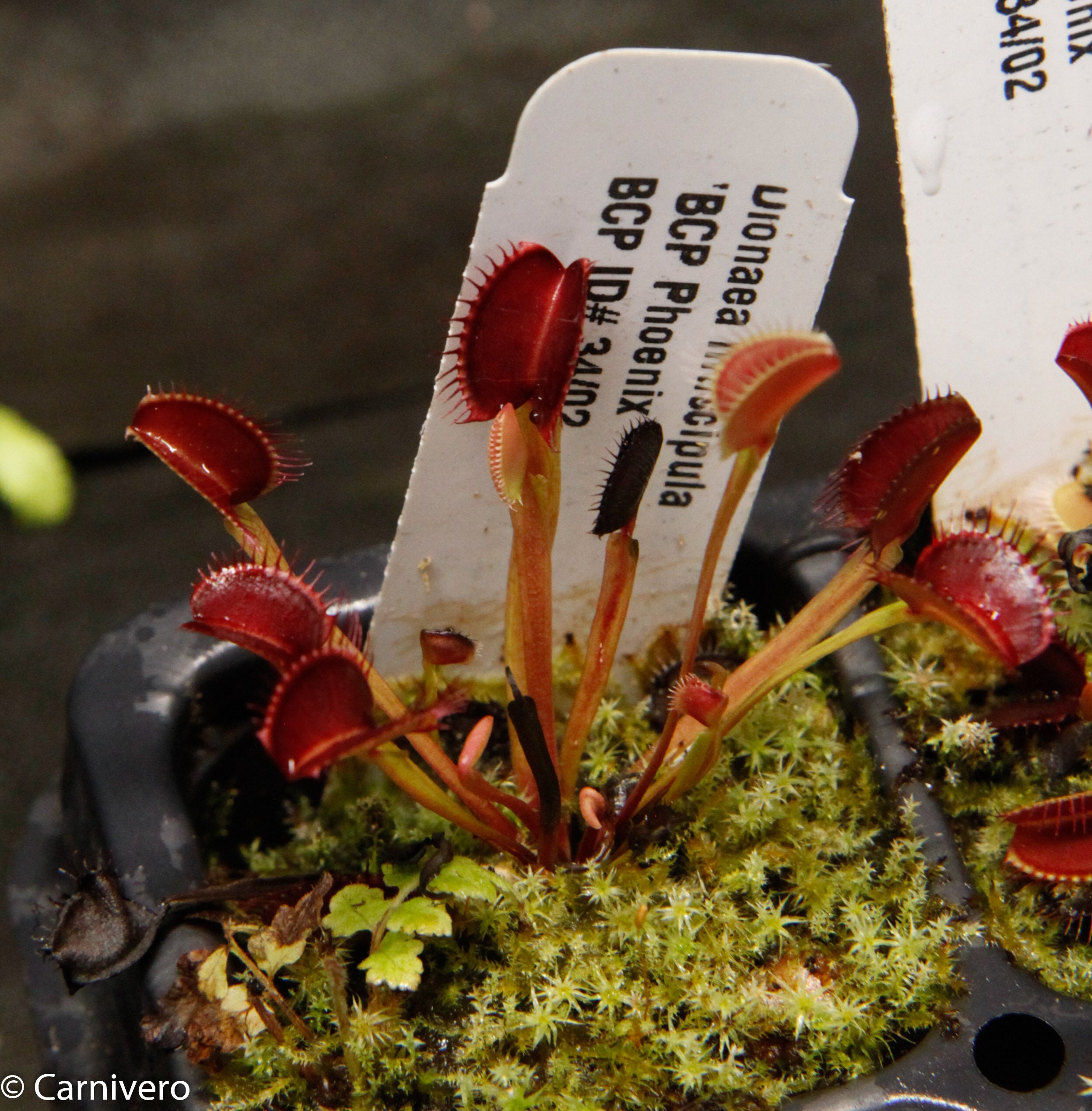 venus ③ Venus Flytrap- Dionaea muscipula 