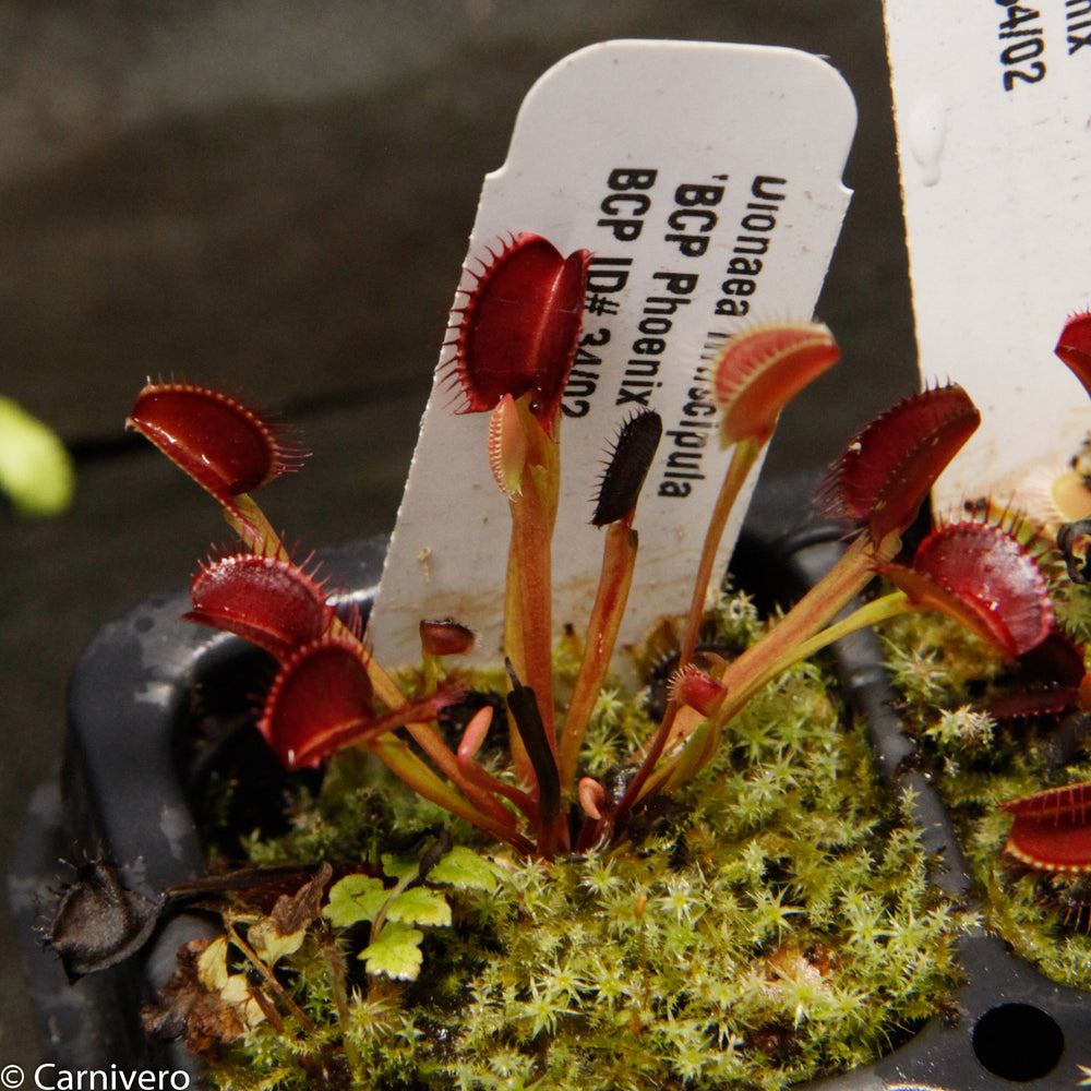 
                      
                        Venus Flytrap- Dionaea muscipula "BCP Phoenix"
                      
                    