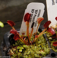 Venus Flytrap- Dionaea muscipula "BCP Phoenix"