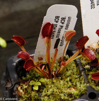 Dionaea muscipula "BCP Phoenix"