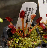 Venus Flytrap- Dionaea muscipula "BCP Phoenix"