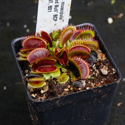 Venus flytrap in a black plastic pot with a white care tag, red and green spiny trap leaves