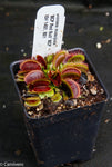 Venus Flytrap- Dionaea muscipula "BCP Red Bull"