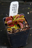 Dionaea muscipula "BCP Red Bull"
