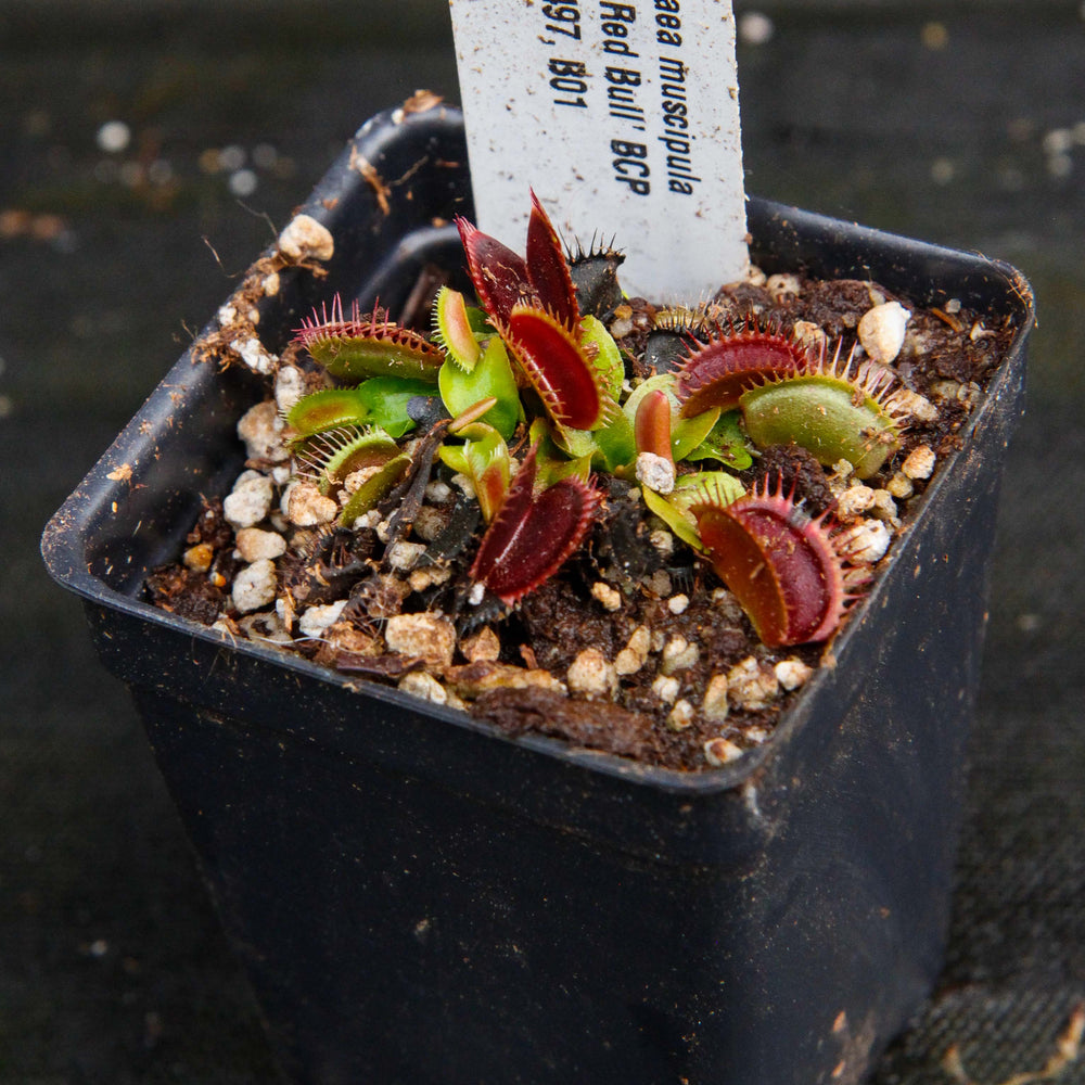 Venus Flytrap- Dionaea muscipula "BCP Red Bull"