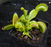 Dionaea muscipula "Tiger Fangs"