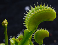 Dionaea muscipula "Tiger Fangs"