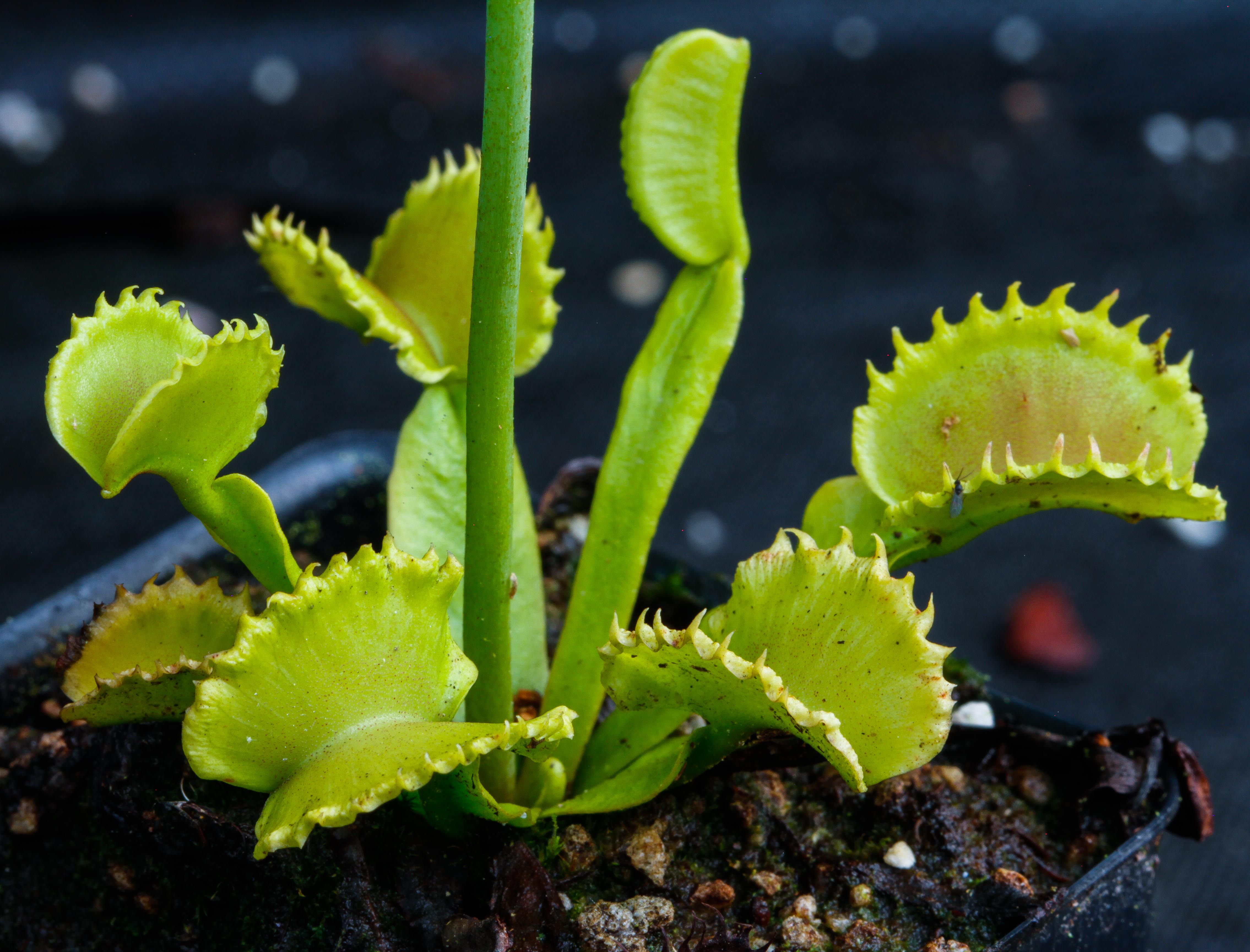 食虫植物 Dionaea muscipula werewolf seedling arch 実生ハエトリソウ