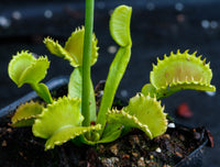 Venus Flytrap- Dionaea muscipula "Werewolf"