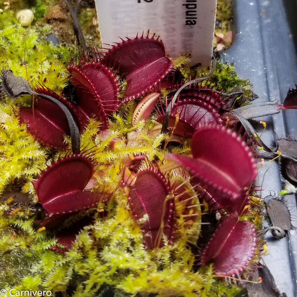 Venus Flytrap- Dionaea muscipula "BCP Phoenix"