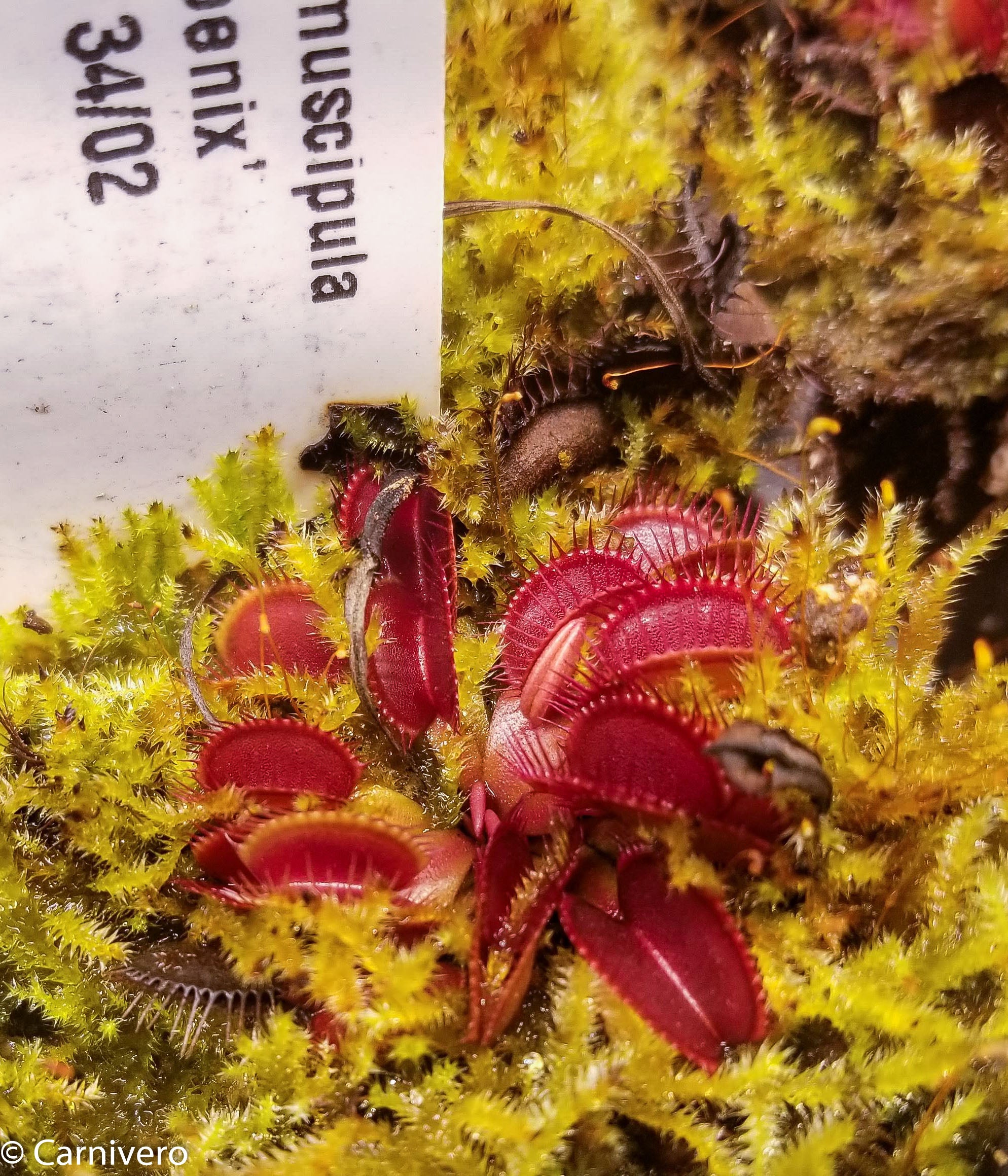 Venus Flytrap- Dionaea muscipula 