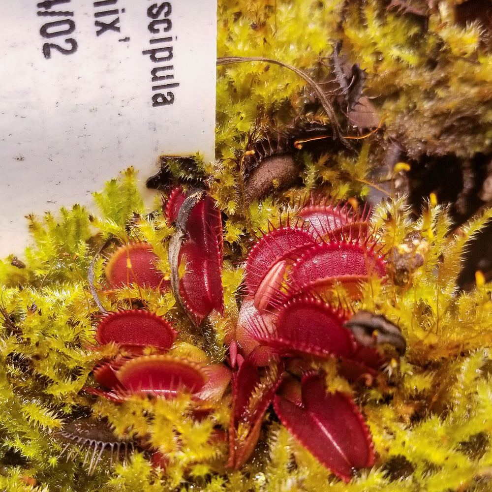 
                      
                        Venus Flytrap- Dionaea muscipula "BCP Phoenix"
                      
                    