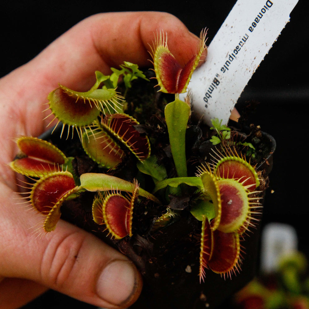 
                      
                        Venus Flytrap - Dionaea muscipula Bimbo
                      
                    
